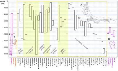Distribution of species in deep-sea biogeographic provinces and molecular phylogeny for the superfamily Neotanaoidea (Peracarida; Tanaidacea) indicate high levels of connectivity